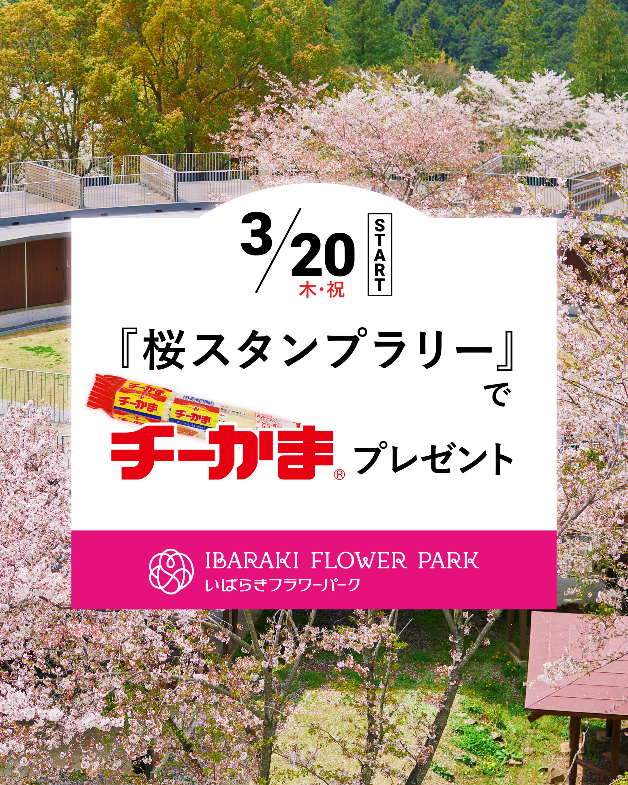 ［3月20日（木・祝）～］桜スタンプラリー第2弾！「チーかま」をプレゼント