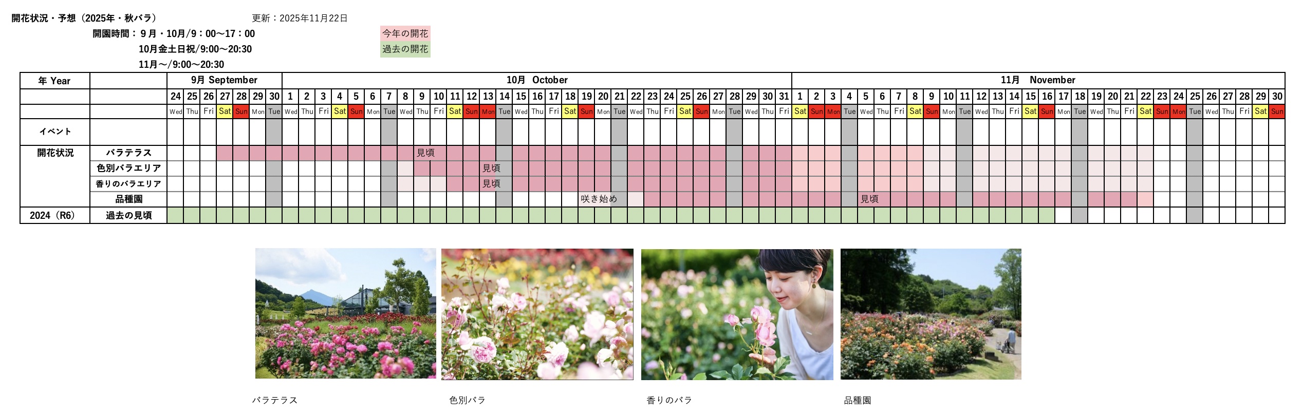 秋薔薇　ページ 秋バラ Autumn Roses［4K］2024年10月13日/October 13, 2024 いばらき