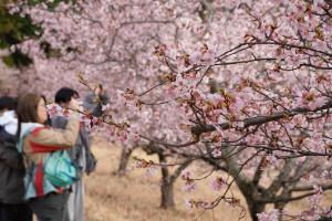 桜の開花状況2026