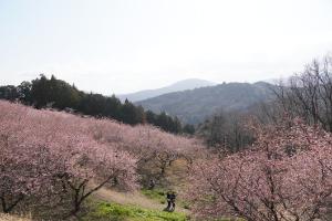 桜の開花状況2026