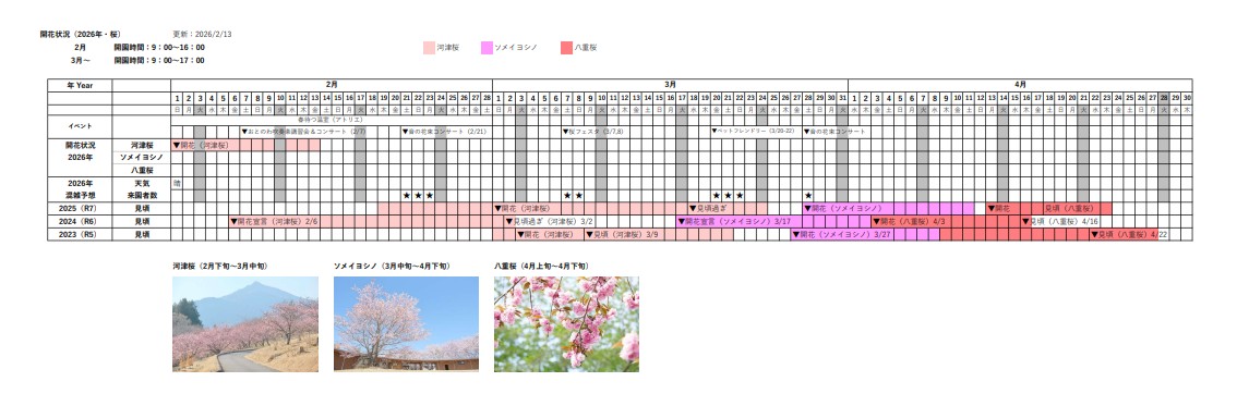 桜の開花状況2026