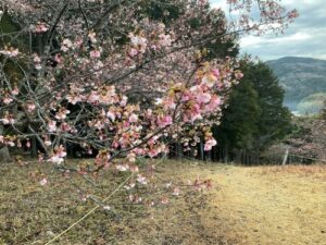 桜の開花状況2026