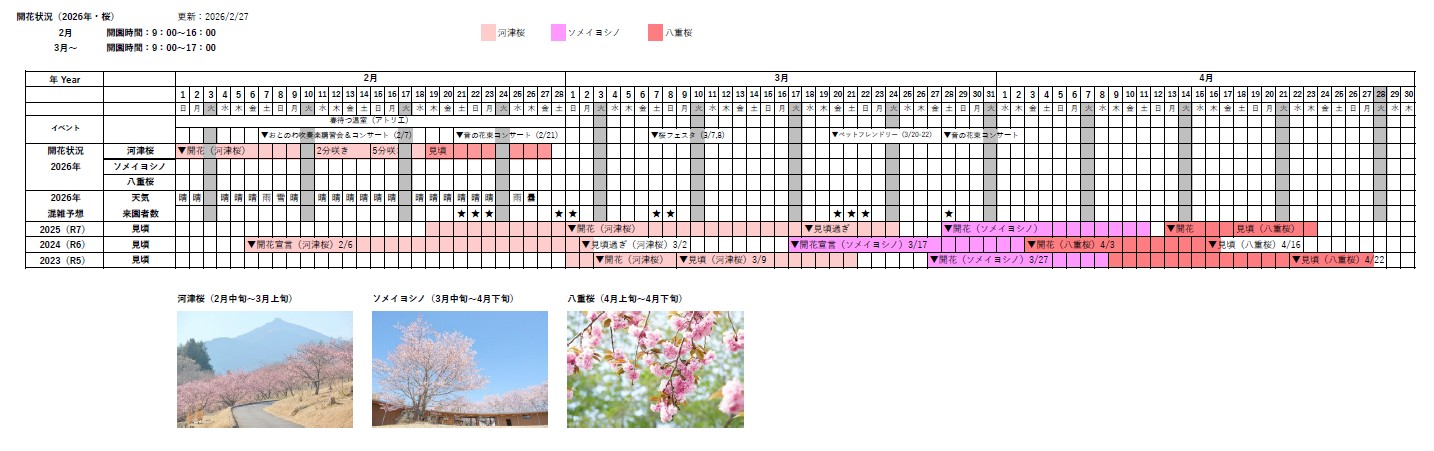 桜の開花状況2026