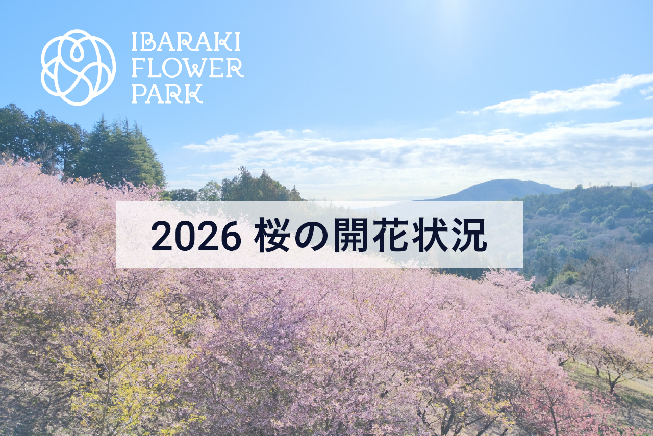 桜の開花状況2026
