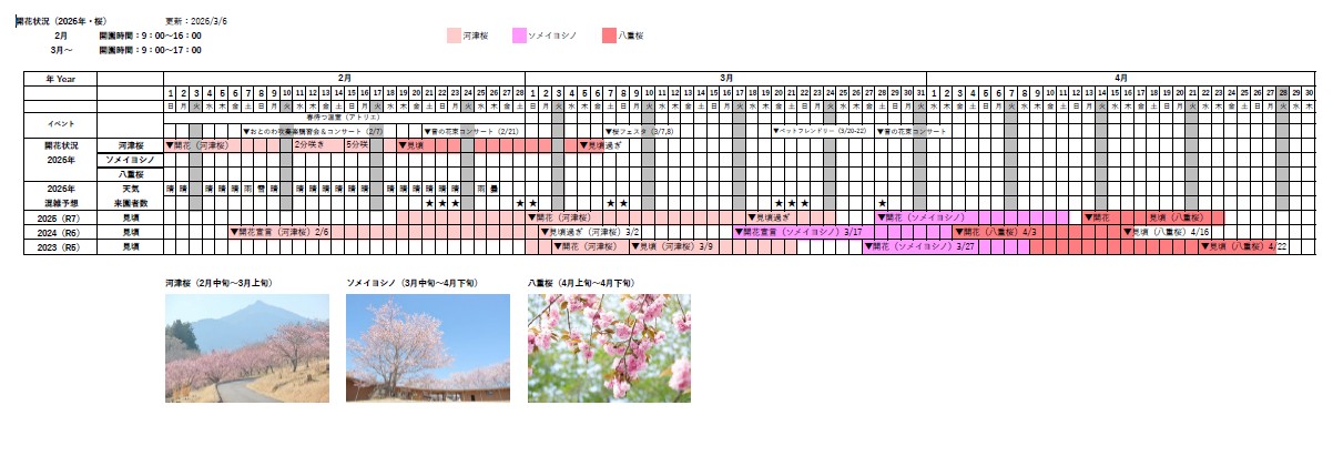 桜の開花状況2026