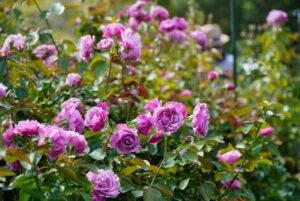 秋バラの開花状況2026